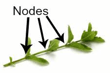 The Garden Egg Nodes: Economic Importance, Uses, and By-Products
