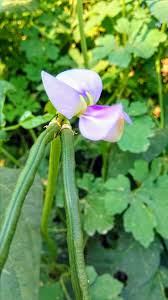 The Beans Flowers: Economic Importance, Uses, and By-Products The Beans Flowers: Economic Importance, Uses, and By-Products