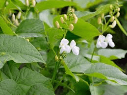 The Beans Flowers: Economic Importance, Uses, and By-Products The Beans Flowers: Economic Importance, Uses, and By-Products