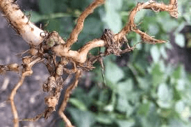 The Beans Roots: Economic Importance, Uses, and By-Products The Beans Roots: Economic Importance, Uses, and By-Products