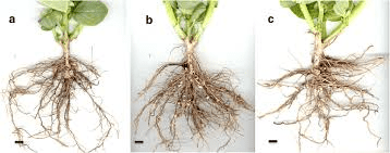 The Beans Roots: Economic Importance, Uses, and By-Products The Beans Roots: Economic Importance, Uses, and By-Products