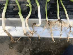 The Beans Roots: Economic Importance, Uses, and By-Products The Beans Roots: Economic Importance, Uses, and By-Products
