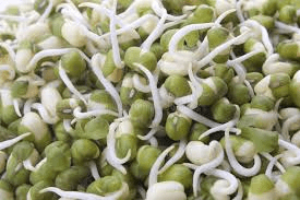 The Beans Cotyledons: Economic Importance, Uses, and By-Products The Beans Cotyledons: Economic Importance, Uses, and By-Products