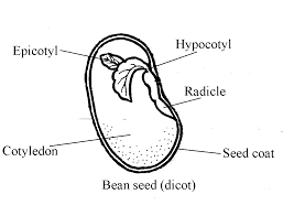 The Beans Cotyledons: Economic Importance, Uses, and By-Products The Beans Cotyledons: Economic Importance, Uses, and By-Products