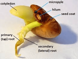 The Beans Cotyledons: Economic Importance, Uses, and By-Products The Beans Cotyledons: Economic Importance, Uses, and By-Products