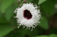 The Fluted Pumpkin Inflorescence: Economic Importance, Uses, and By-Products The Fluted Pumpkin Inflorescence: Economic Importance, Uses, and By-Products
