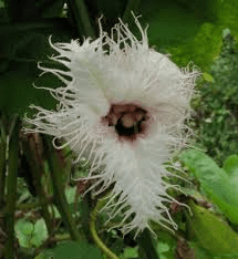 The Fluted Pumpkin Inflorescence: Economic Importance, Uses, and By-Products The Fluted Pumpkin Inflorescence: Economic Importance, Uses, and By-Products