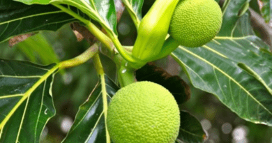 Breadfruit (Artocarpus altilis): Complete Growing Guide for High Yields