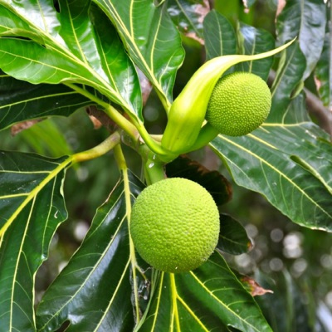 Breadfruit (Artocarpus altilis): Complete Growing Guide for High Yields