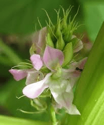 The Beans Inflorescence: Economic Importance, Uses, and By-Products
