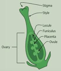 The Beans Ovary: Economic Importance, Uses, and By-Products