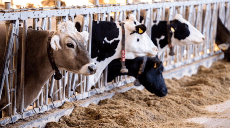 Anti-Nutritional Factors in Livestock Feedstuff