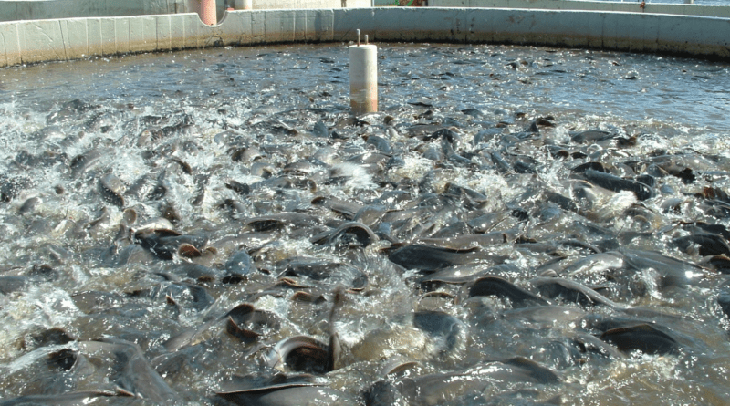 Fish Farming Technique and Hatchery Management