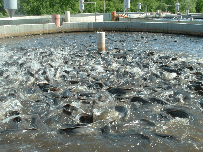 Fish Farming Technique and Hatchery Management