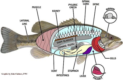 Fish Parasites and Diseases Prevention and Management