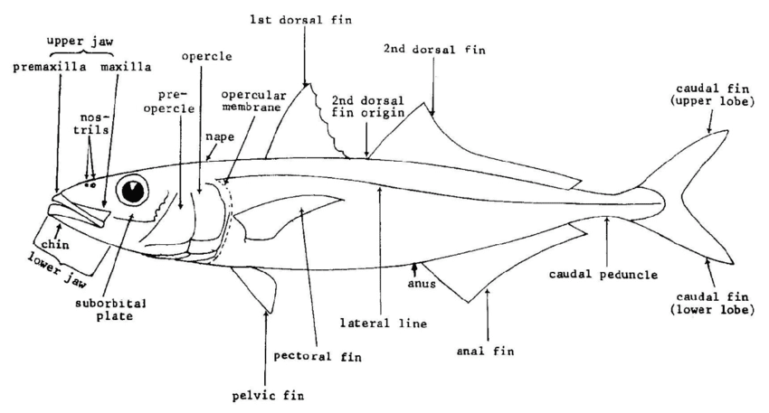 The External Anatomy of a Bony Fish