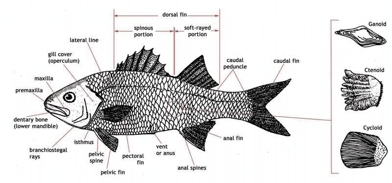 The External Anatomy of a Bony Fish