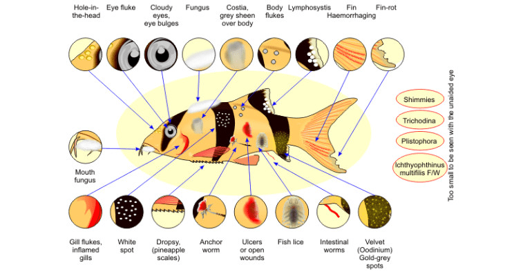 Basic Guide for Proper Treatment of Fish and Fish Diseases