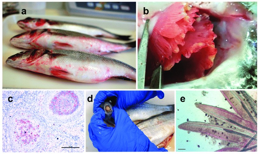 Basic Guide for Proper Treatment of Fish and Fish Diseases