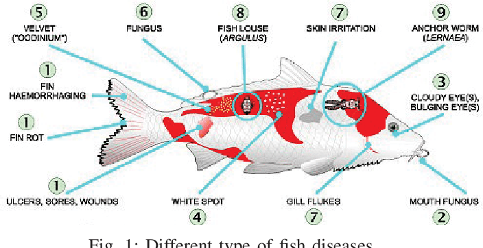 Basic Guide for Proper Treatment of Fish and Fish Diseases