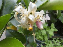 The Lemon Pistil: Economic Importance, Uses, and By-Products