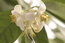 The Lemon Pistil: Economic Importance, Uses, and By-Products