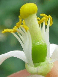 The Lemon Stamens: Economic Importance, Uses, and By-Products The Lemon Stamens: Economic Importance, Uses, and By-Products