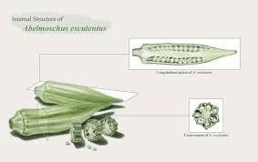 The Okra Seed Cavity: Economic Importance, Uses, and By-Products