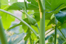 The Okra Stem: Economic Importance, Uses, and By-Products