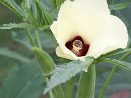 The Okra Flowers: Economic Importance, Uses, and By-Products