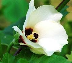 The Okra Inflorescence: Economic Importance, Uses, and By-Products