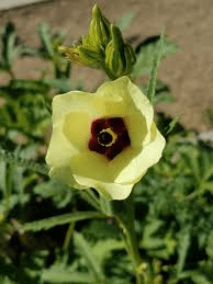 The Okra Inflorescence: Economic Importance, Uses, and By-Products