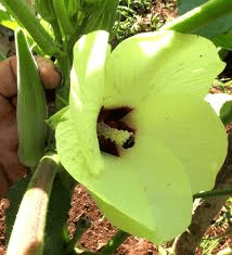 The Okra Stigma: Economic Importance, Uses, and By-Products