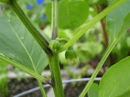 The Pepper Stem: Economic Importance, Uses, and By-Products