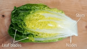 The Broccoli Nodes: Economic Importance, Uses, and By-Products