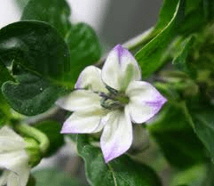The Pepper Flowers: Economic Importance, Uses, and By-Products