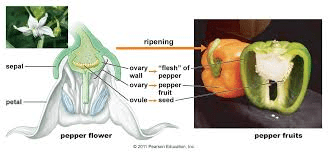 The Pepper Ovary: Economic Importance, Uses, and By-Products