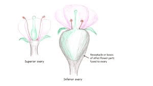 The Pepper Ovary: Economic Importance, Uses, and By-Products