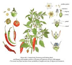 The Pepper Sepals: Economic Importance, Uses, and By-Products