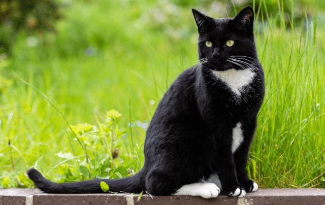 Tuxedo Cat Breed Description and Complete Care Guide