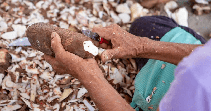 Effect of Feeding Fresh Cassava and its Peels to Ruminant Animals