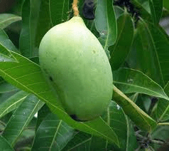 The Mango Peduncle: Economic Importance, Uses, and By-Products
