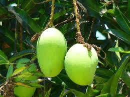 The Mango Pedicels: Economic Importance, Uses, and By-Products