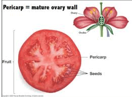 The Tomato Pericarp: Economic Importance, Uses, and By-Products The Tomato Pericarp: Economic Importance, Uses, and By-Products