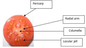 The Tomato Pericarp: Economic Importance, Uses, and By-Products The Tomato Pericarp: Economic Importance, Uses, and By-Products
