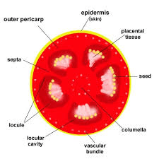The Tomato Pericarp: Economic Importance, Uses, and By-Products The Tomato Pericarp: Economic Importance, Uses, and By-Products