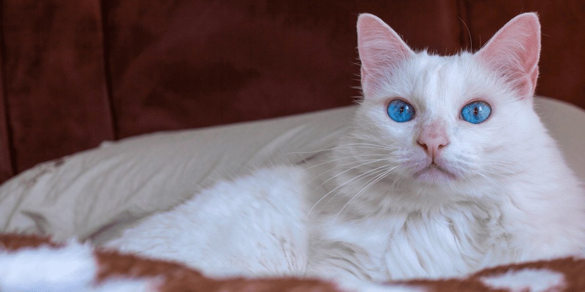 White Cat Breeds Description and Complete Care Guide