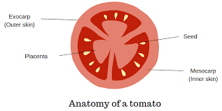 The Tomato Placenta: Economic Importance, Uses, and By-Products