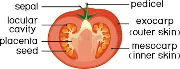 The Tomato Placenta: Economic Importance, Uses, and By-Products