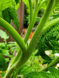 The Tomato Stems: Economic Importance, Uses, and By-Products The Tomato Stems: Economic Importance, Uses, and By-Products